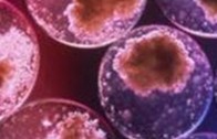 Vania Broccoli: Cellule embrionali staminali e riprogrammazione cellulare