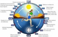 Paolo Sassone Corsi: I Cicli circadiani: l’orologio della Vita