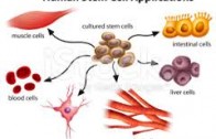 Valentina Castiglioni: Cellule adulte staminali e rigenerazione dei tessuti