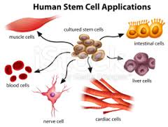 Valentina Castiglioni: Cellule adulte staminali e rigenerazione dei tessuti