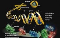 Giuseppe Macino: Epigenetica ed i piccoli RNA